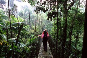 Rain Forest In Costa Rica